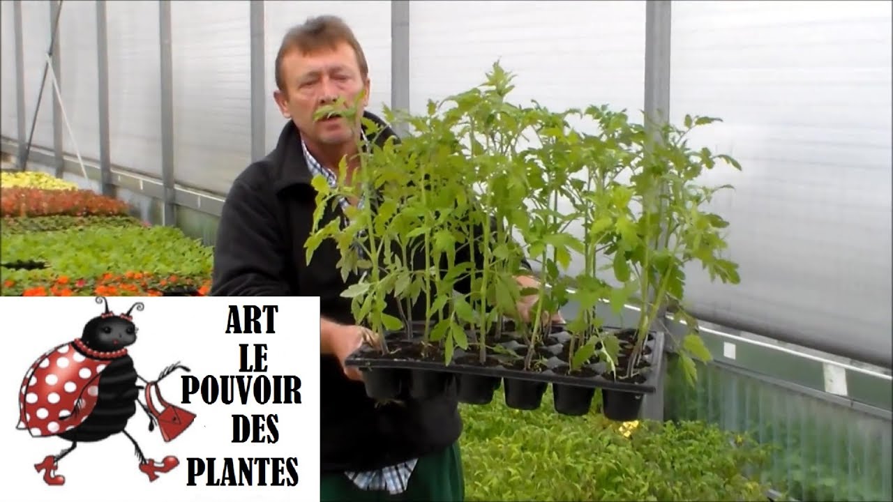Chaine tv de Jardinage:Semis de tomates+entretien+taille+arrosage(Comment faire un semis de tomates)