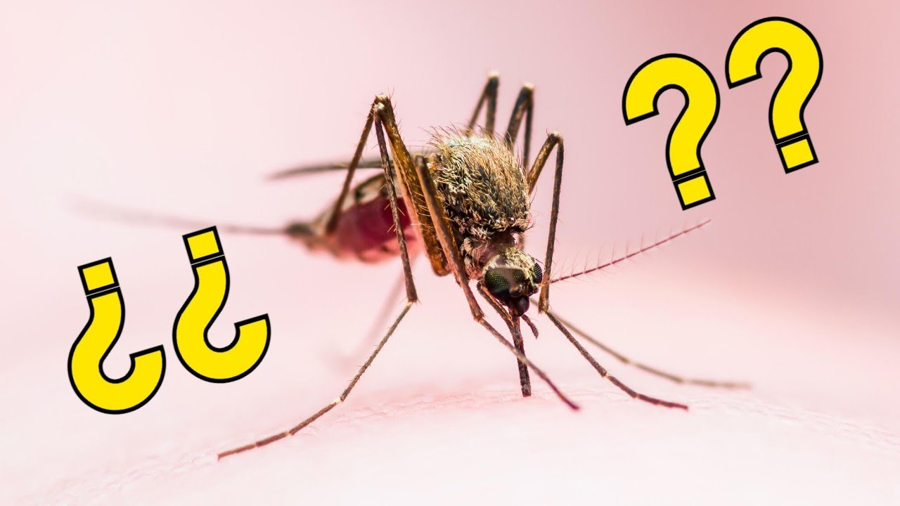 25 Datos Inútiles #52 | ¿Cuantos mosquitos se necesitan para drenarte toda la sangre del cuerpo?
