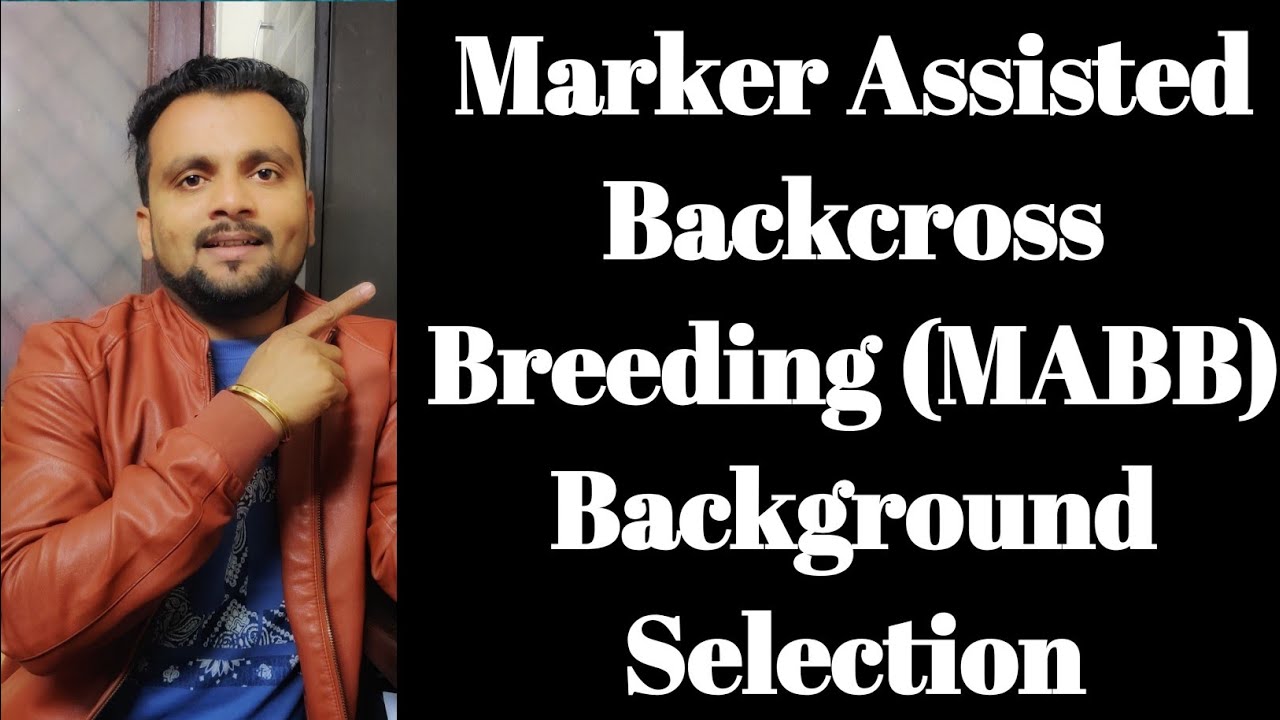 Marker Assisted Backcross Breeding (MABB)-Part 3: Background Selection