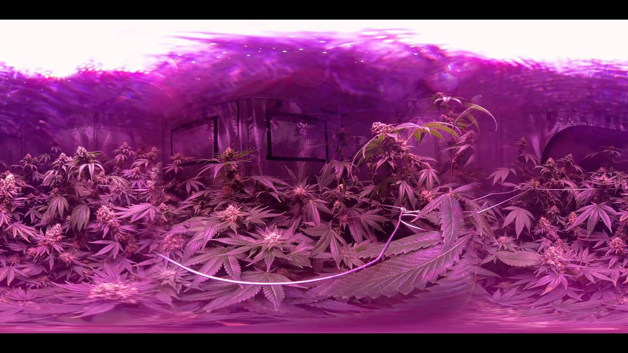 VR 360&deg; Cannabis Grow Room Tour (Flowering Week 6) Gorilla Grow Tent/KIND Led Light