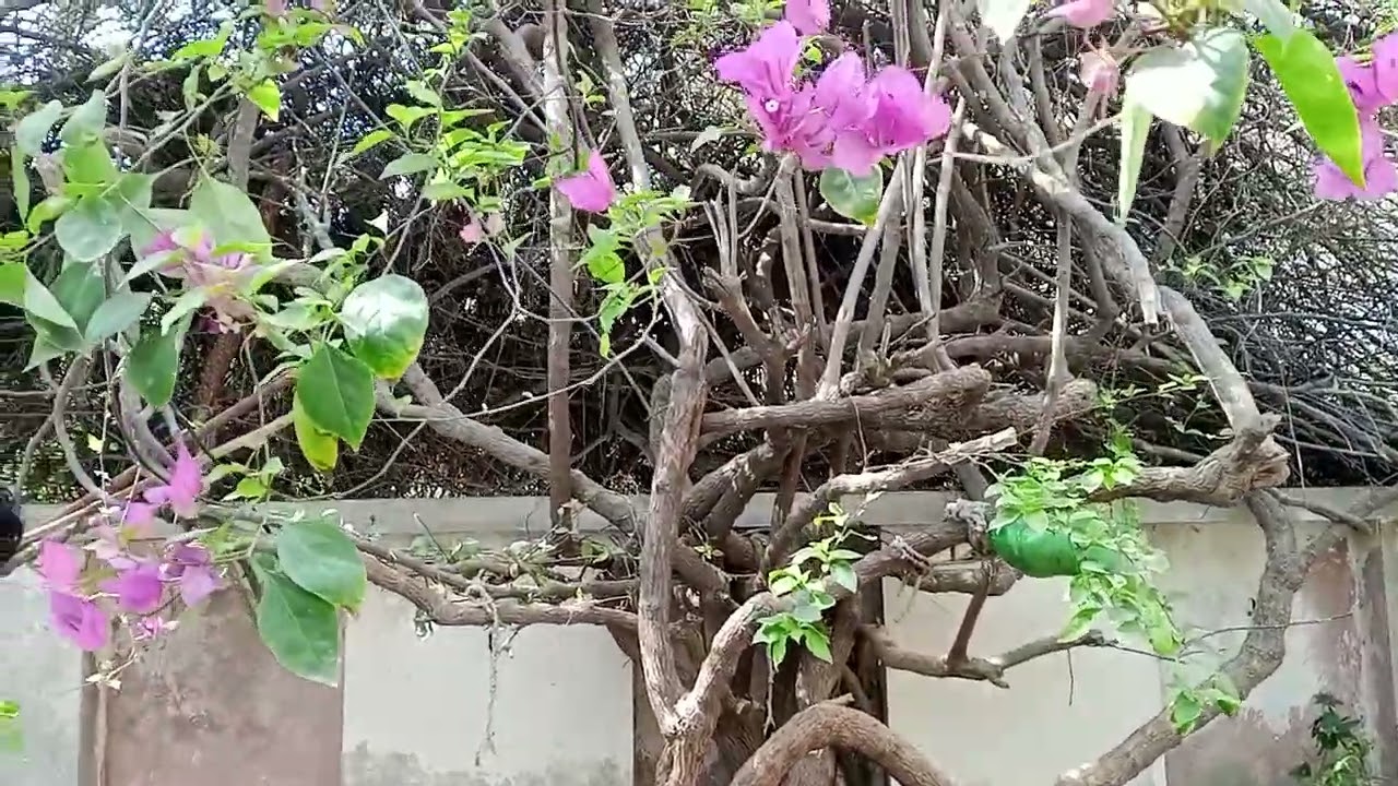 Giant Bougainvillea Shifting for small garden Completely Process (Urdu Hindi)