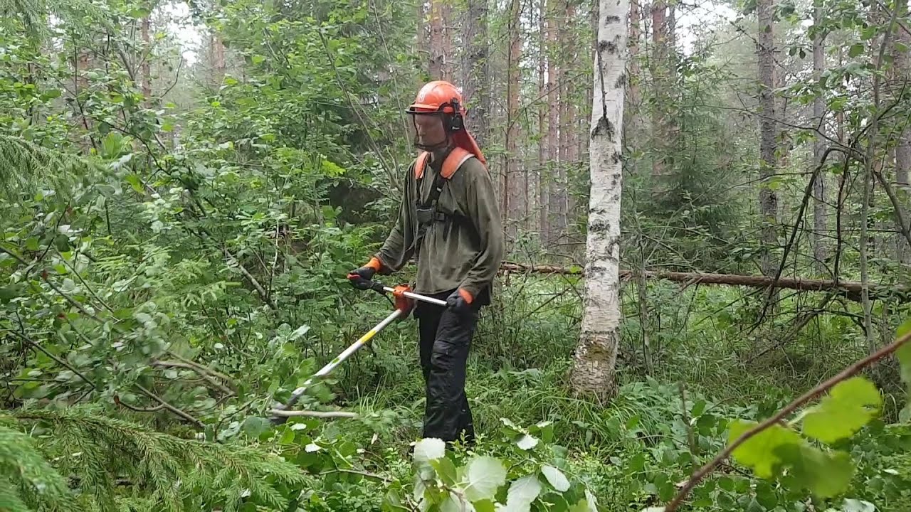 Palmumännikön ennakkoraivaus - yllättävän paljon kuusia!