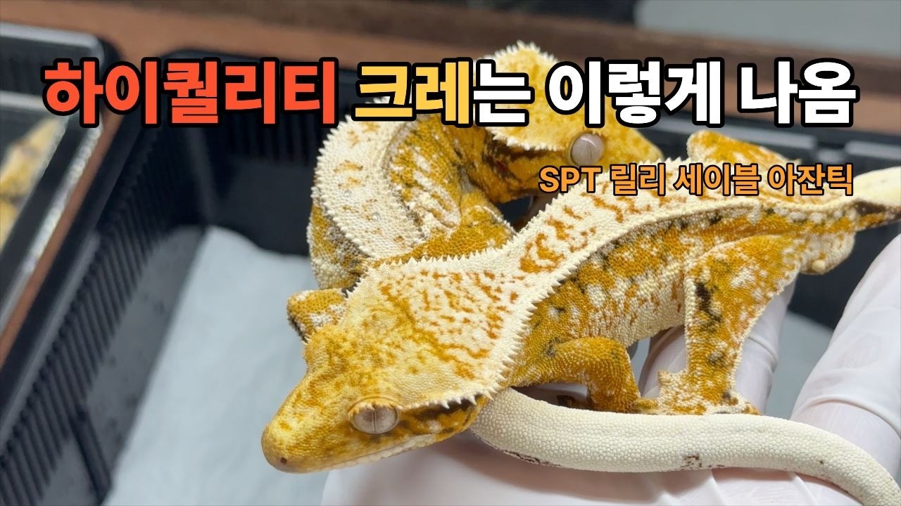 [고퀄리티 크레 키우고 싶은사람??] 어떻게 브리딩하는지 대충 다알려줌 (SPT,릴리화이트,세이블,아잔틱)