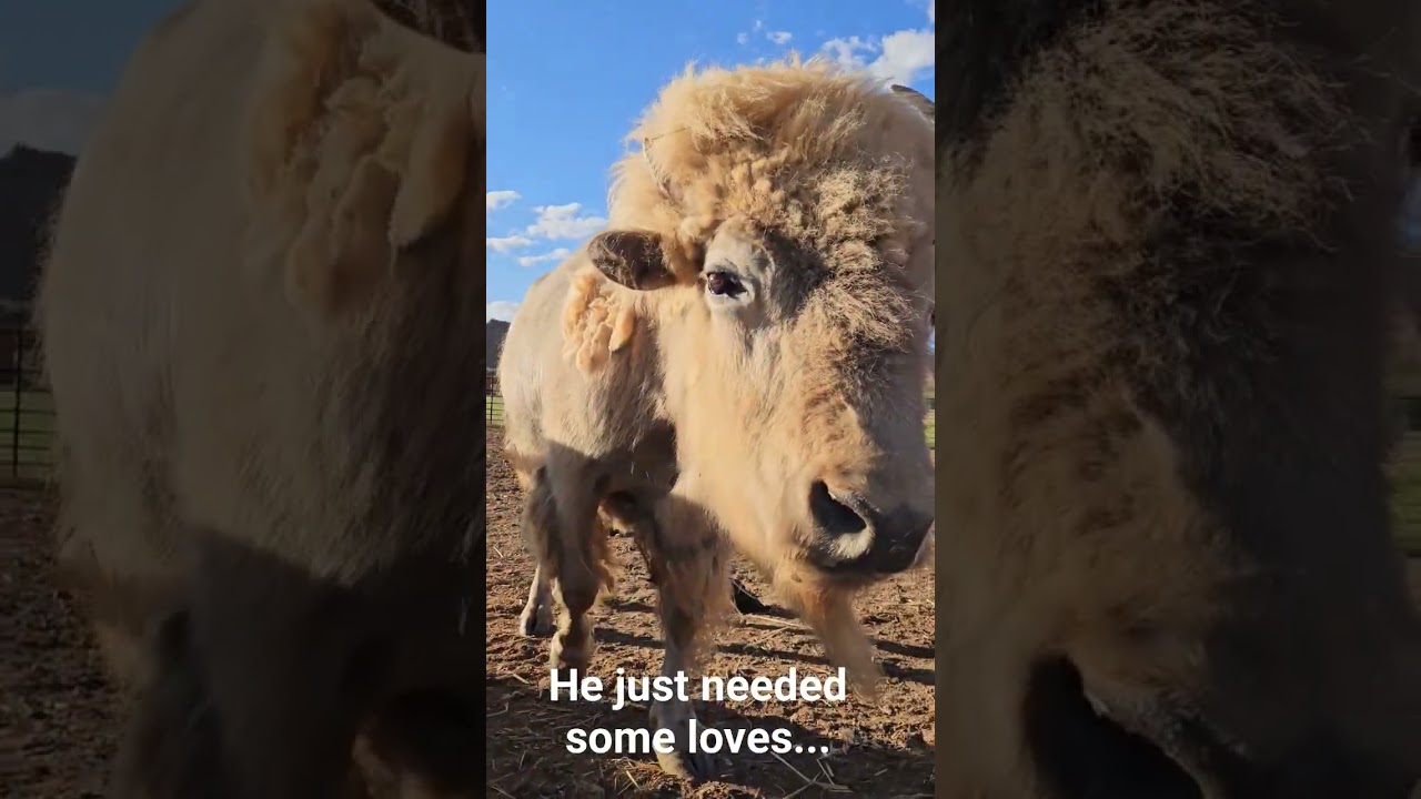 #whitebison #bison #kota #babybison #babyanimals #animalloves
