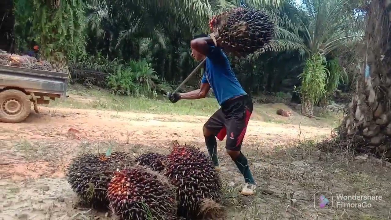 Cara muat buah sawit menggunakan pick up,