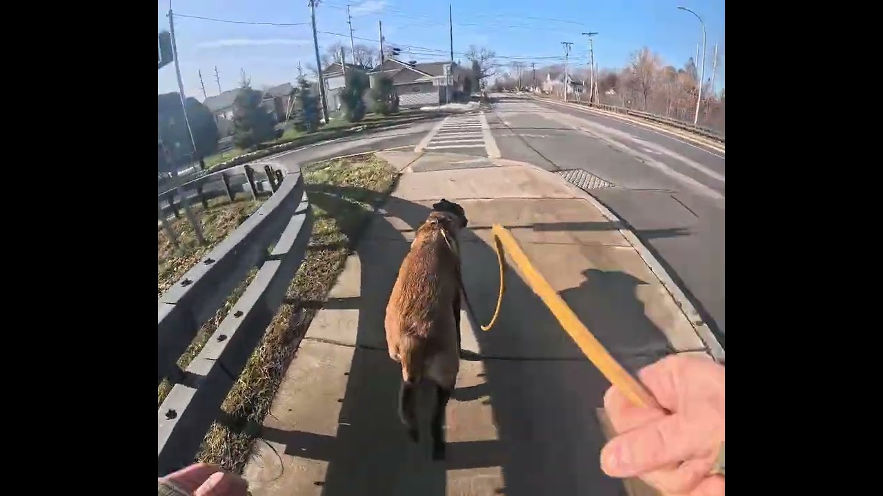 Ruger Walks in January (2)