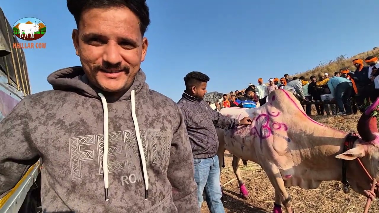 हिंदकेसरी पुसेगाव मैदान 2025  भाग 1 / khillar cow