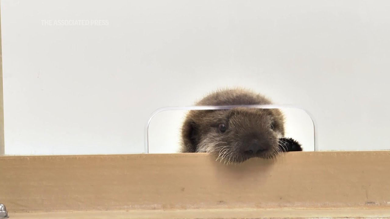 A sea otter pup found alone in Alaska has a new home at Chicago's Shedd Aquarium