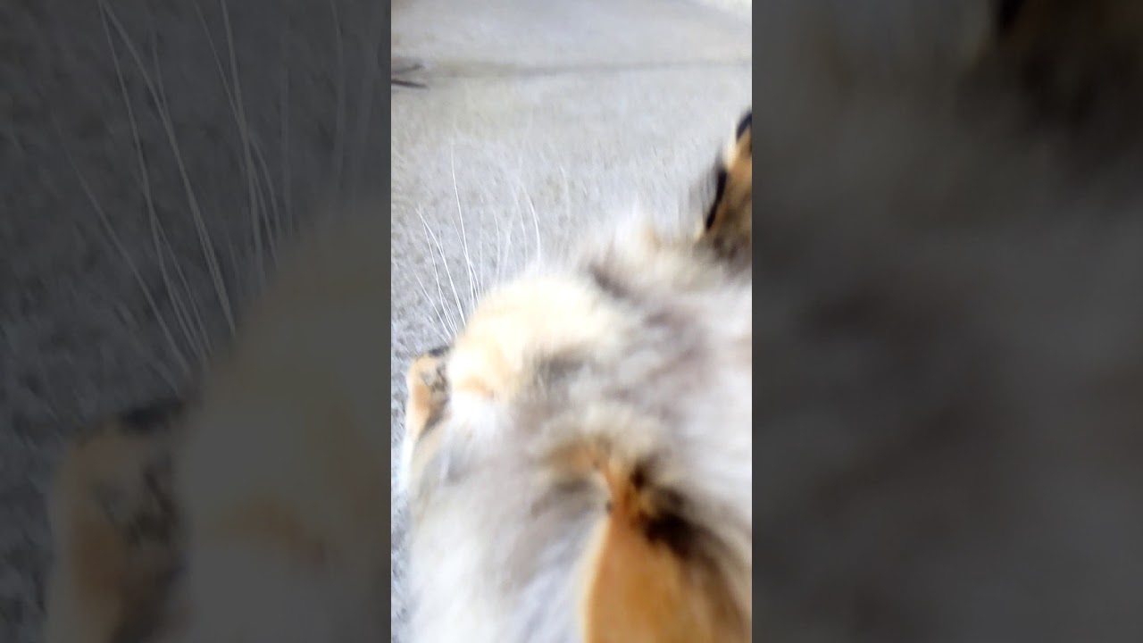 Ragdoll cat Leda looking at birds