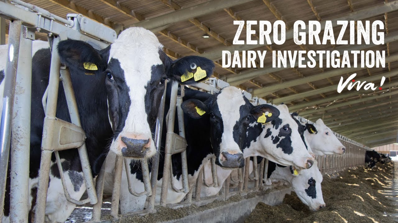 The Reality of Zero Grazing Dairy Farms Exposed
