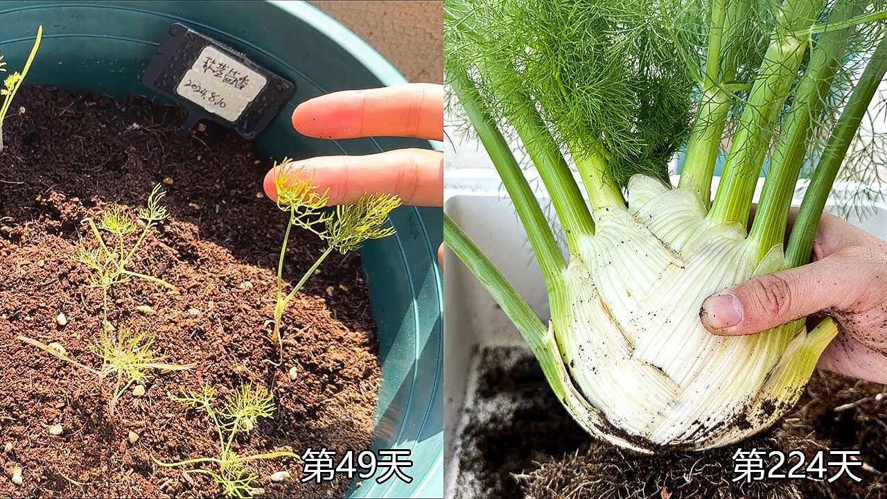从播种到收获 224天球茎茴香种植全过程