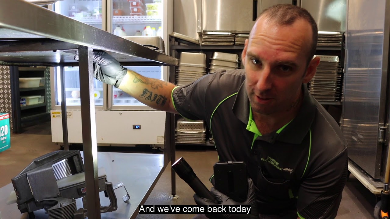 Commercial Pest Control - Ray
