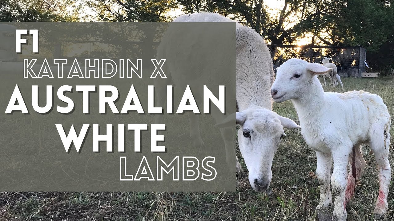 Hair Sheep LAMBING ON PASTURE | Katahdin x Australian White