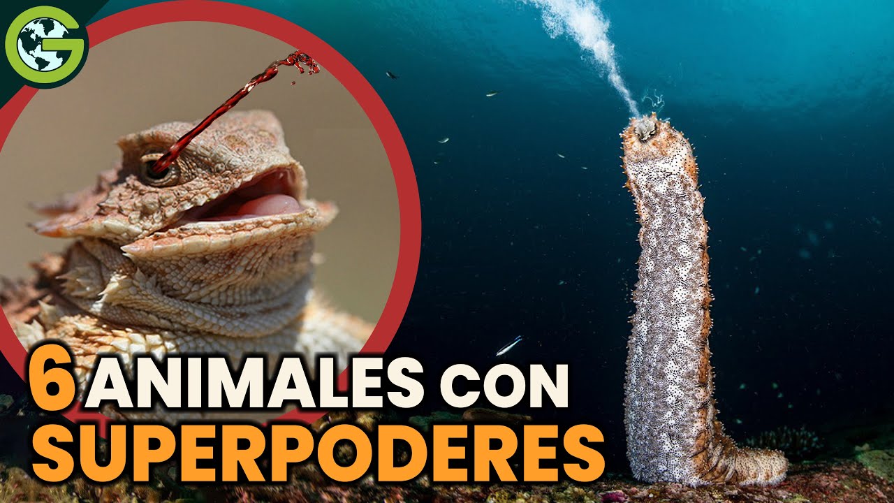 Los SUPERPODERES más RAROS de los ANIMALES 🐞