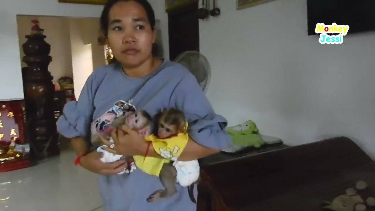 What happen when monkey Jessi wake up not see Mom & Paqui