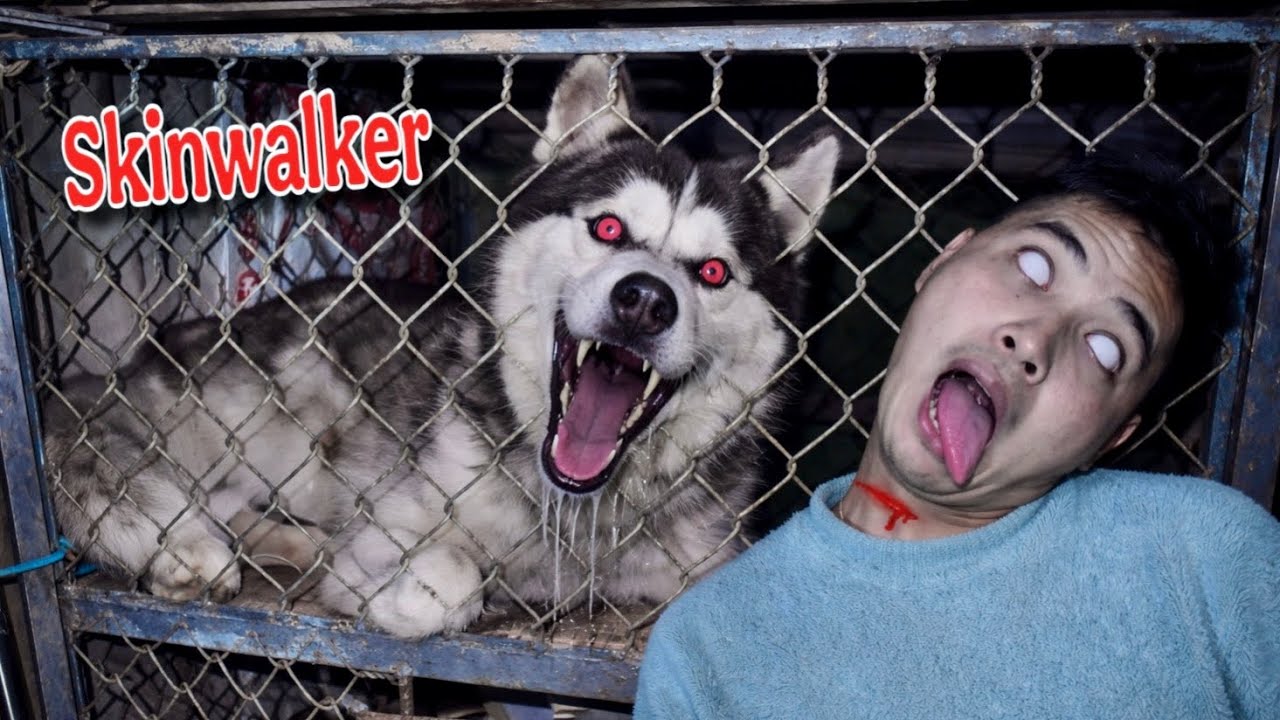Kinh Hoàng | Chó Sói Ngáo Husky Nghi Ngờ Bị SKINWALKER Hoá Quỷ Và Cách Tôi Cứu Nó | Toàn Ngơ