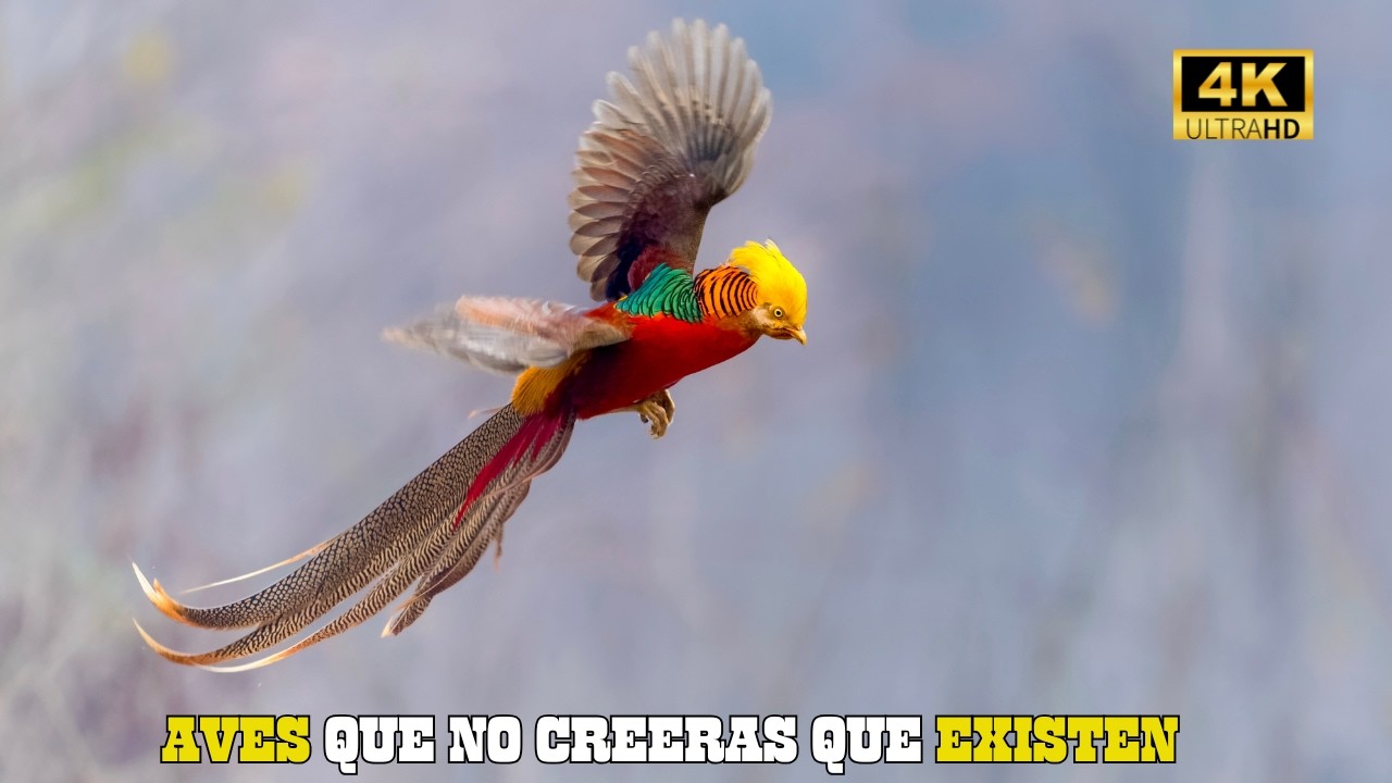 AVES: EXTRAÑAS, Raras, Hermosas Y LEGENDARIAS | DOCUMENTAL Episodio 1