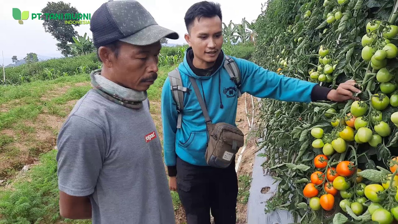 Wawancara petani TM Bravo Cipanas