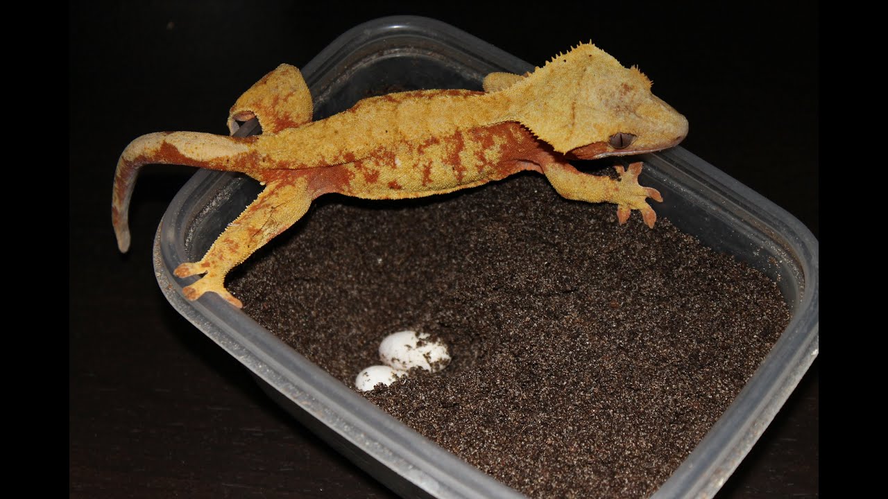 Crested Gecko Breeding! How to collect and incubate eggs!