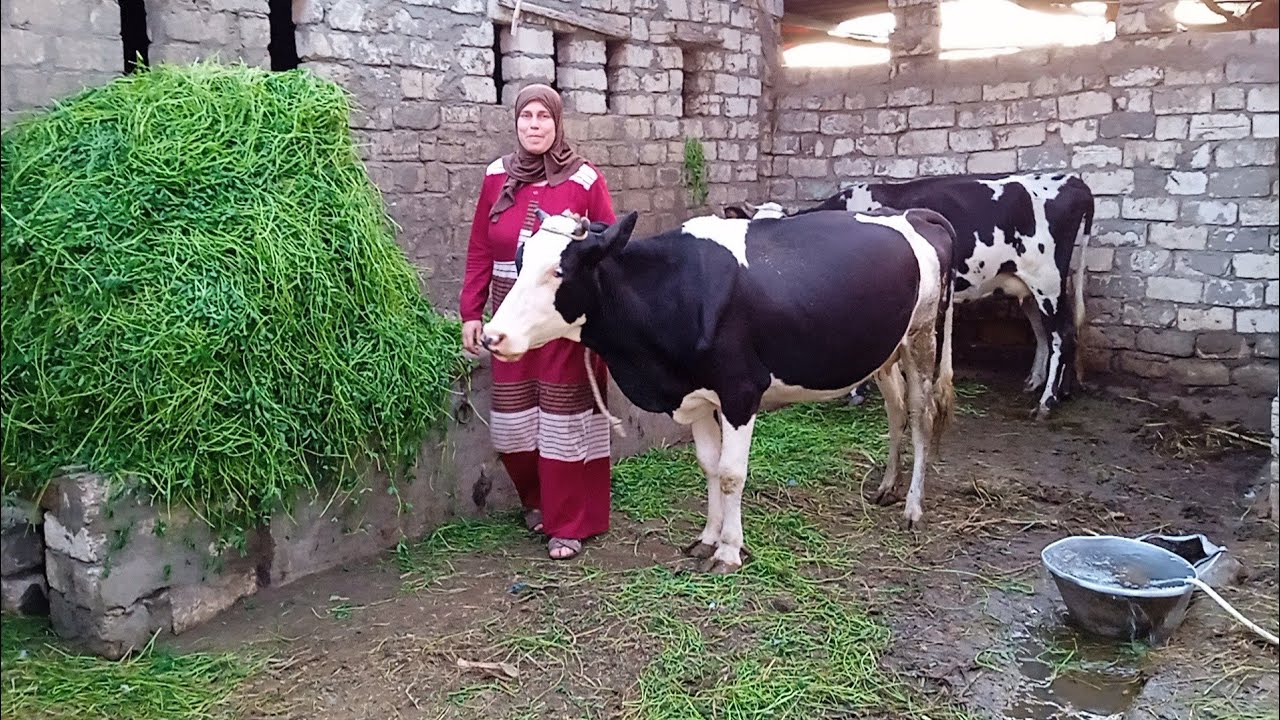 فلاحين وعالشقا متعودين#وبكل بساطه عايشين🐃🐄