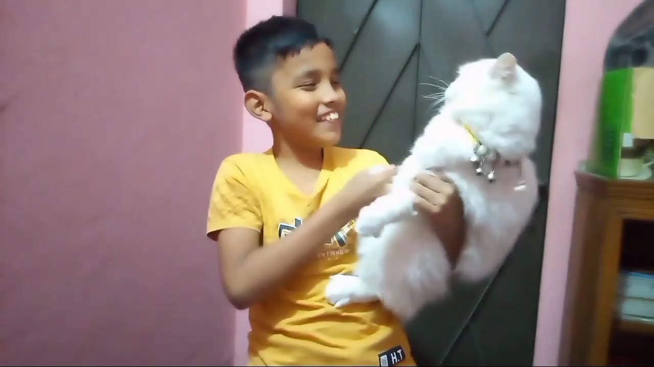 Persian Cat|A Day With allina||Doll face Persian cat|পার্সিয়ান বিড়াল খাবার ও পরিচর্যা|homemade cat