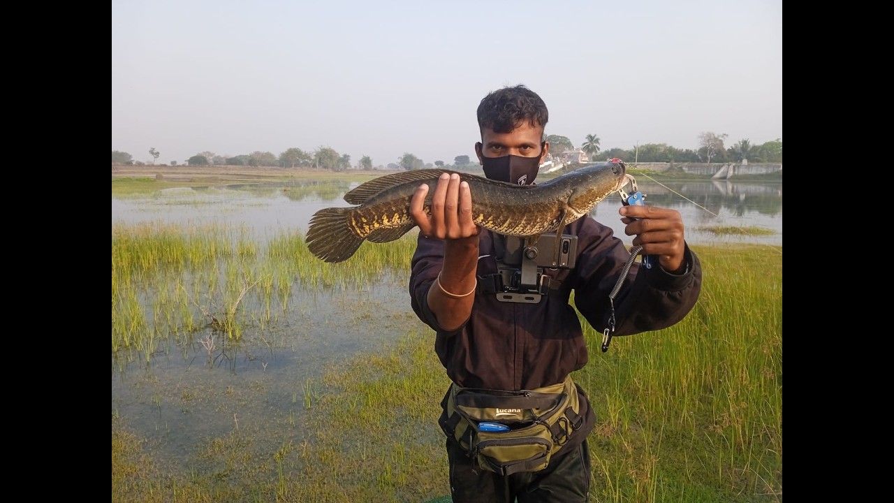 hydro lighter frog & Bass Frog  அடிச்ச நாட்டு விரால் மீன்கள்