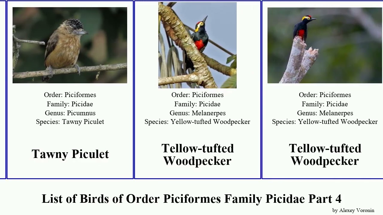 List of Birds of Order Piciformes Family Picidae Part 4 woodpecker piculet Pygmy White-bellied