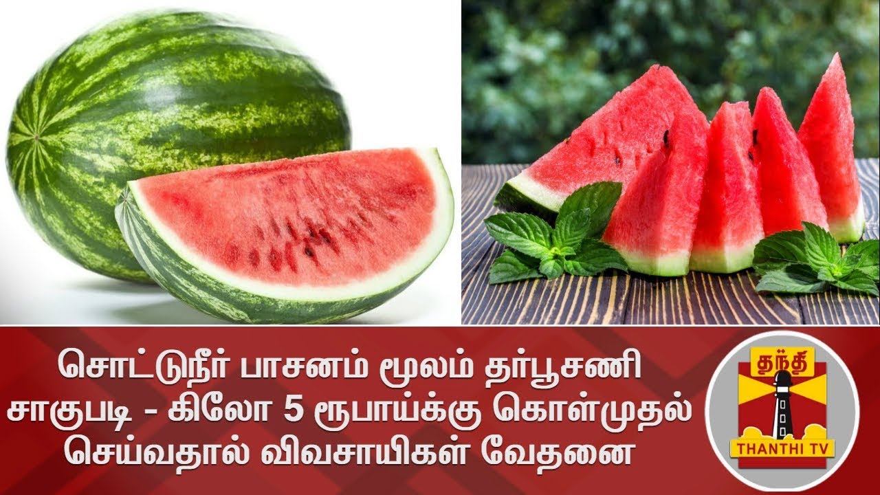 சொட்டுநீர் பாசனம் மூலம் தர்பூசணி சாகுபடி - கிலோ 5 ரூபாய்க்கு கொள்முதல் செய்வதால் விவசாயிகள் வேதனை