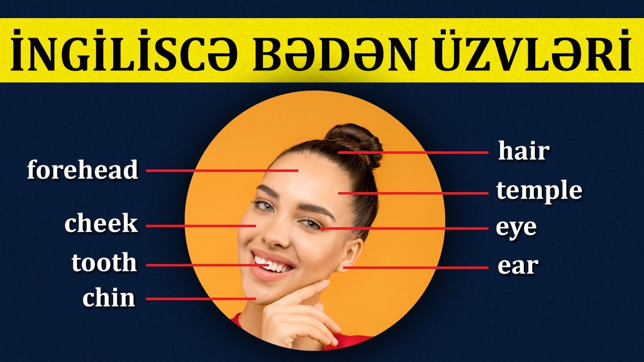 İngilis Dilində Bədən Üzvləri