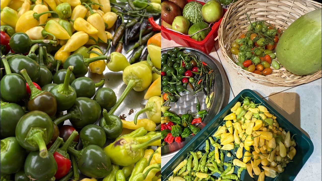 বাগানে বড় harvesting Mashallah, ৮ জাতের মরিচ, নাগা মরিচ এবং ছোট গাছের আপেল Alhamdullila 
