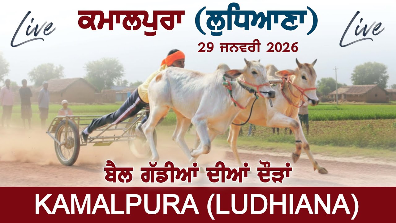 🔴[Live] Kamalpura | Ludhiana | ਬੈਲ ਗੱਡੀਆਂ ਦੀਆਂ ਦੌੜਾਂ  | Ox Races | 29 Jan 2026 | Khalsaji Tv