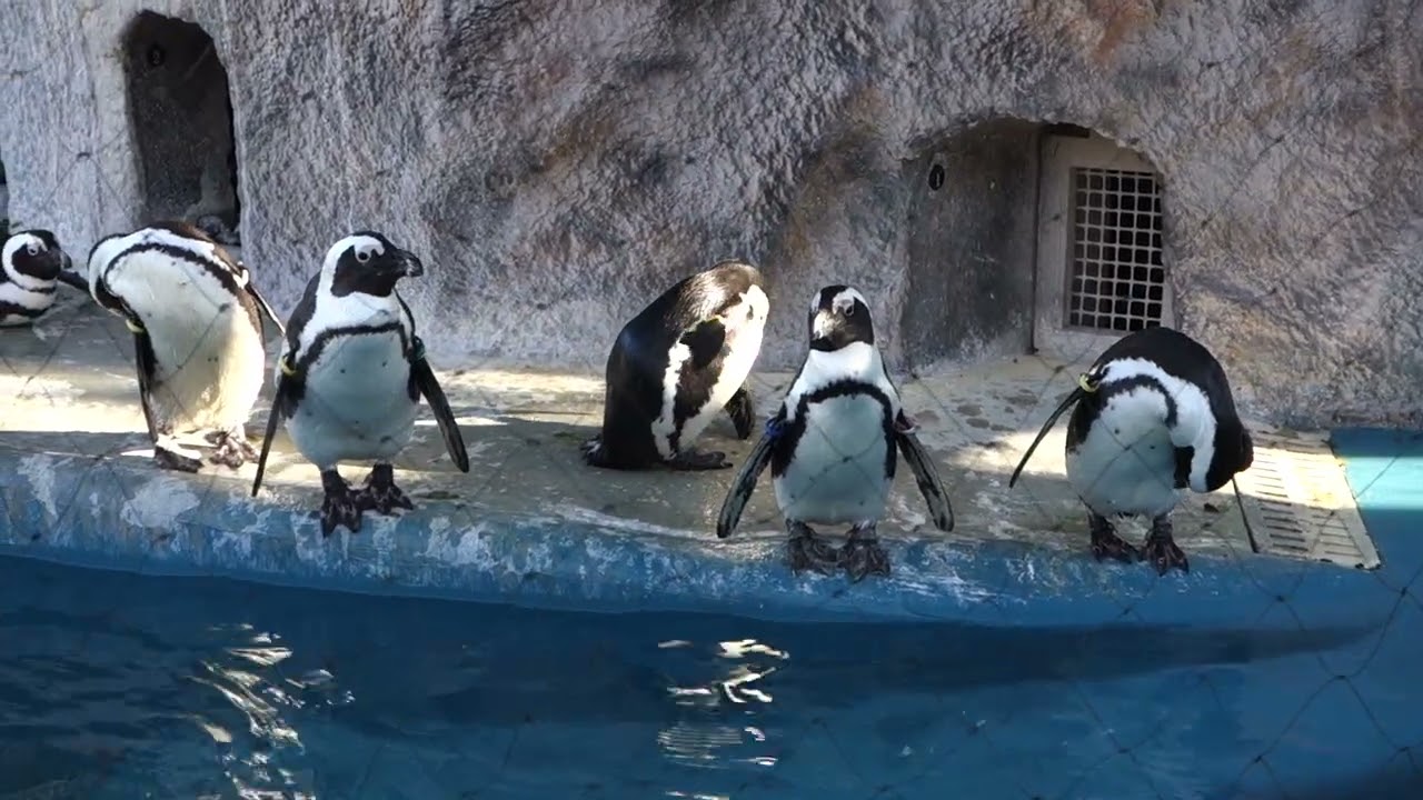 【上野動物園】ケープペンギンに癒される(その２) #shorts