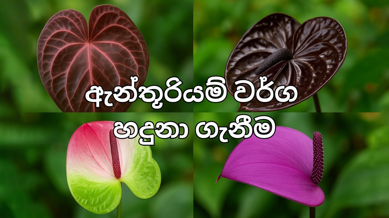 Anthurium වර්ග හදුනා ගැනීම Sinhala | Popular Anthurium Varieties in Sri Lanka