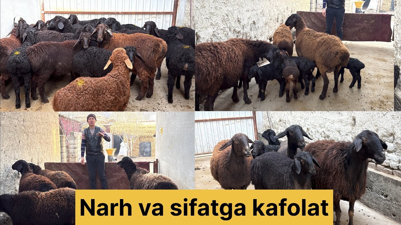 Xisori Egizchi yakka ona bola va bugoz sovliqlar optim yosh qozilar soraganlarga 