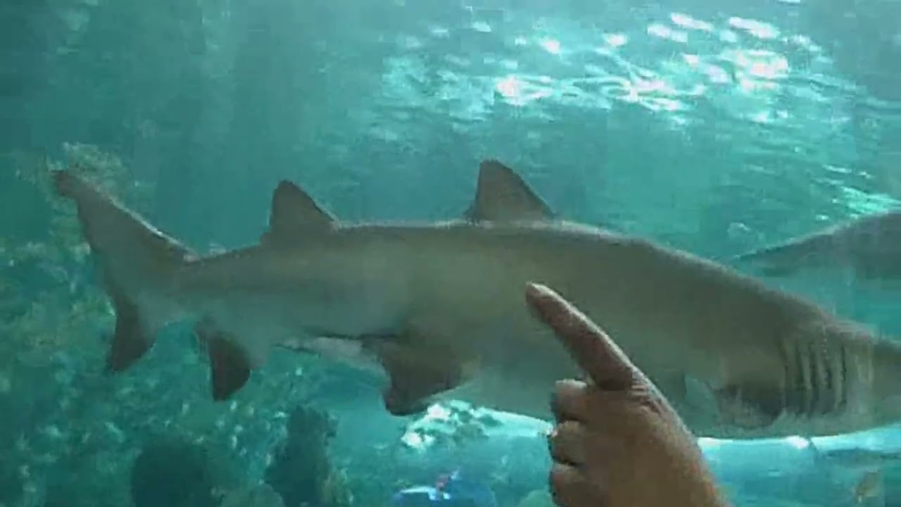Aquarium version 2