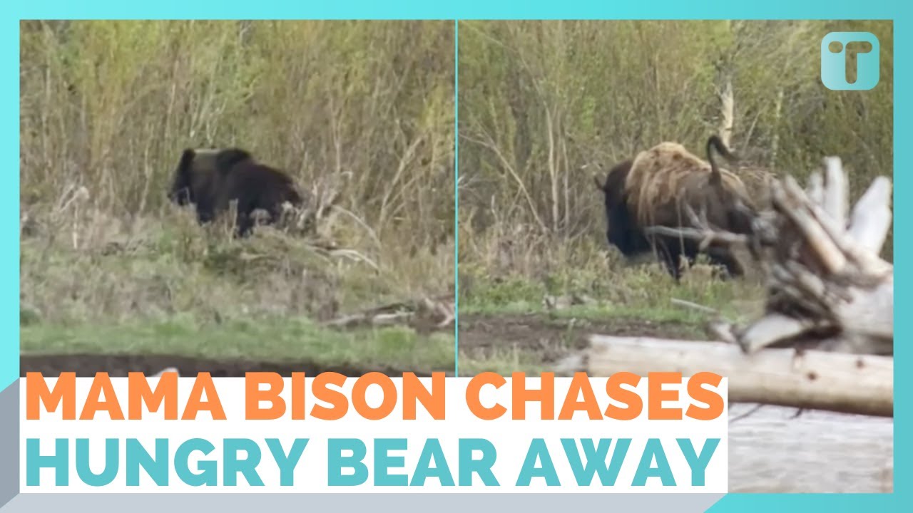 Protective Mother Bison Chases Bear Away From Her Young