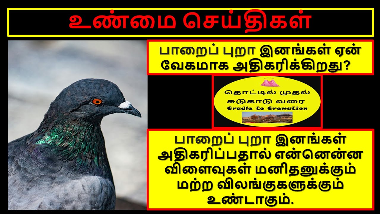 ROCK PIGEON TRUTH/பாறைப் புறா மனிதனுக்கு விளைவுகள்/ CRADLE TO CREMATION|தொட்டில் முதல் சுடுகாடு வரை