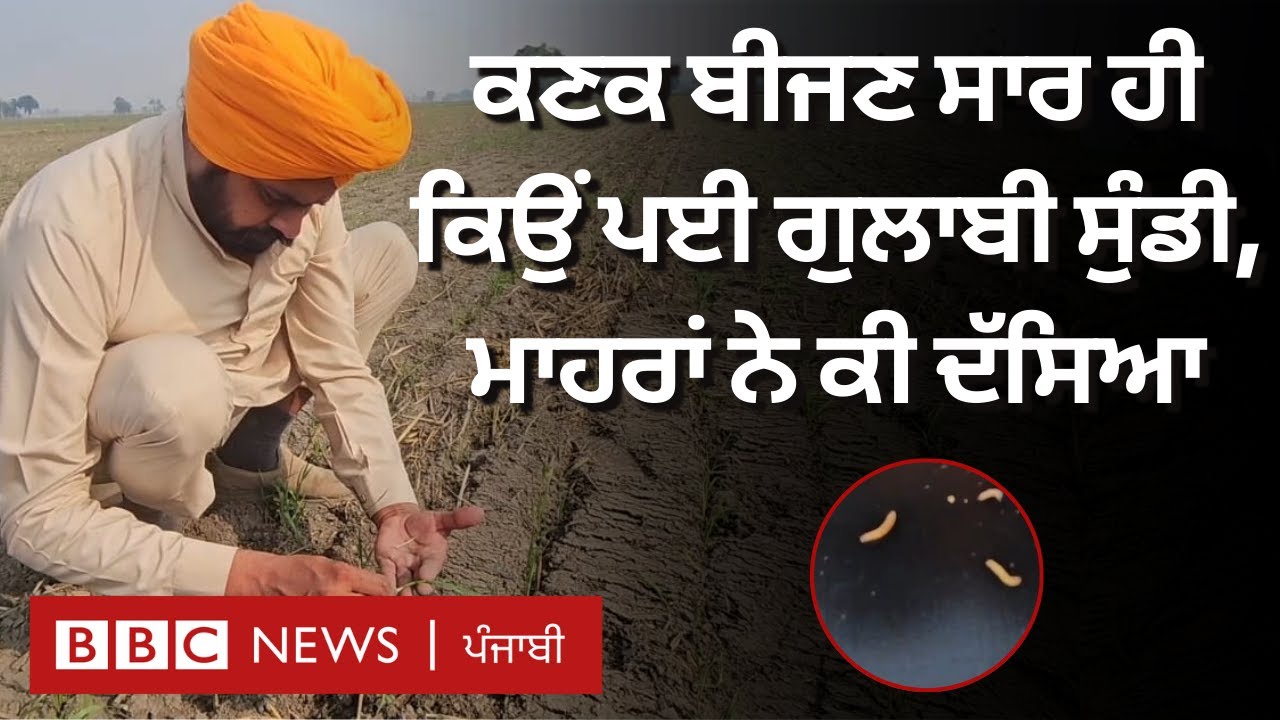 Punjab Wheat Farming: Sangrur 'ਚ ਕਣਕ ਬੀਜਣ ਸਾਰ ਪਈ ਗੁਲਾਬੀ ਸੁੰਡੀ ਦੀ ਮਾਰ, Farmers ਕੀ ਕਹਿ ਰਹੇ|𝐁𝐁𝐂 𝐏𝐔𝐍𝐉𝐀𝐁𝐈
