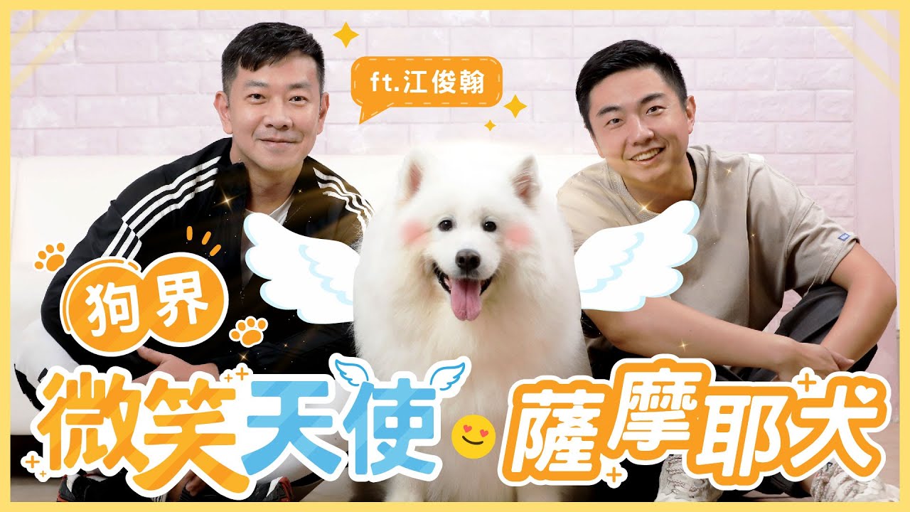 【熊爸估狗】雪橇犬界親善大使－薩摩耶｜鏡週刊