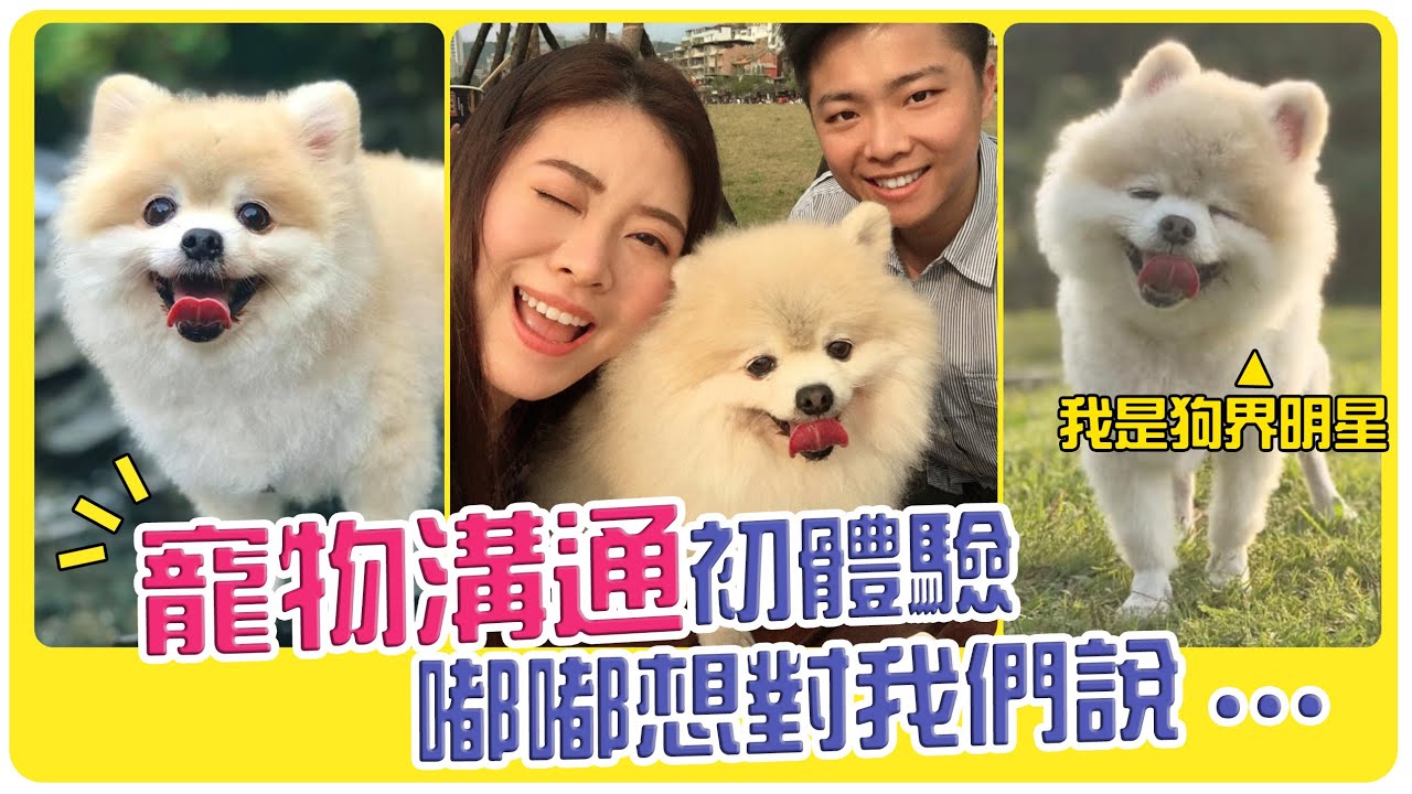 【🐶林家嘟嘟】寵物溝通超不可思議！嘟嘟說：柏帆不要再自責了...牠還想對我們說... | 動物傳心 | Hoiching愷晴