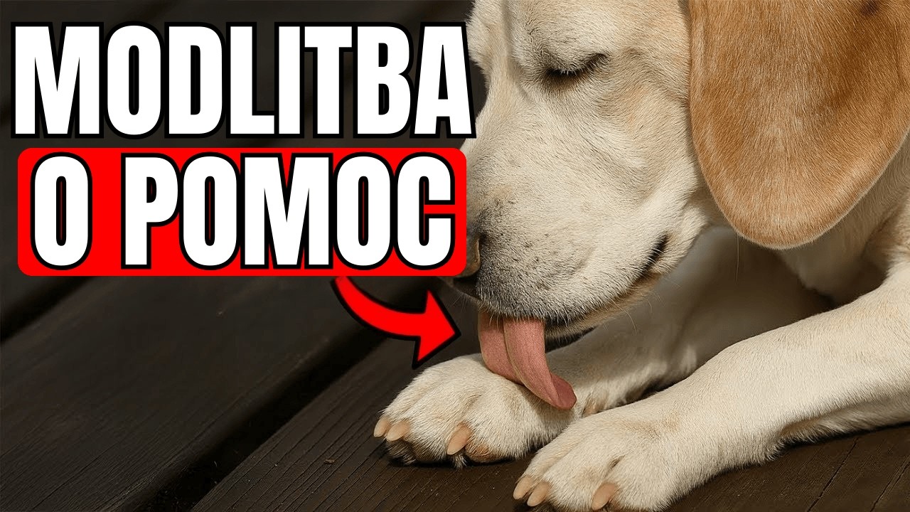 17 skrytých znamení, že váš pes prosí o pomoc!