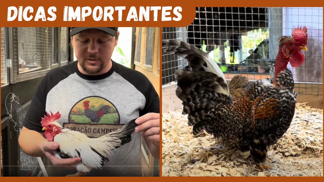 Como evoluir a sua criação de mini garnisé | Coração Campeiro