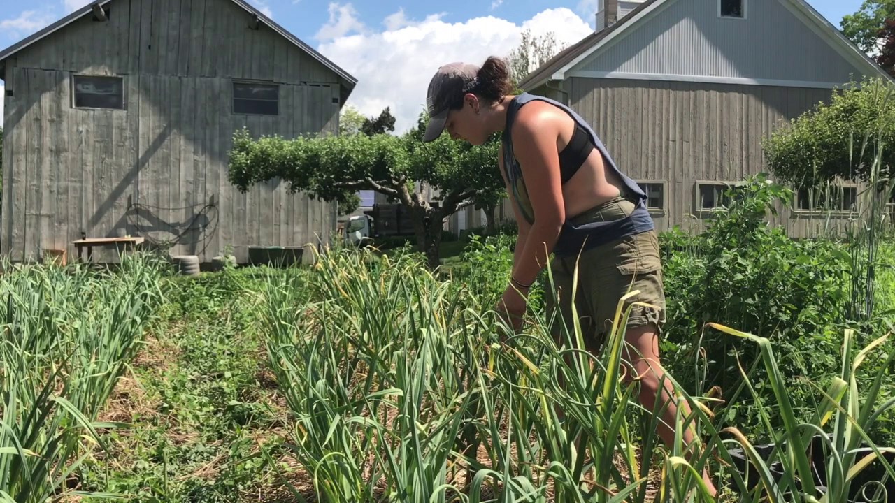 Pulling Garlic Scapes
