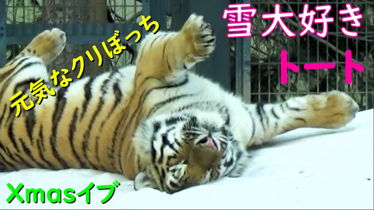 雪大好きトートのクリぼっち🎄尻尾フルフル♪　円山動物園のアムールトラのトート君