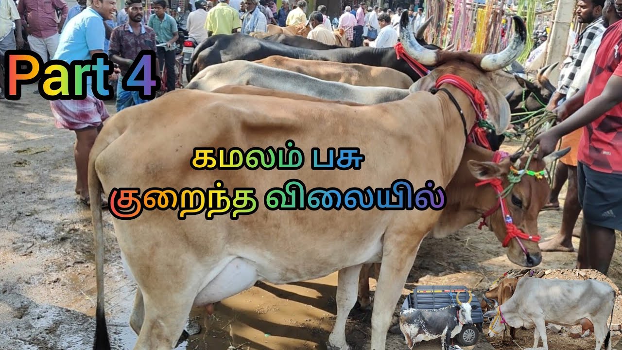 Part 4 கமலம் பசு குறைந்த விலையில் பொய்கை மாட்டு சந்தை வேலூர் /Poigai mattu santhai vellore DT