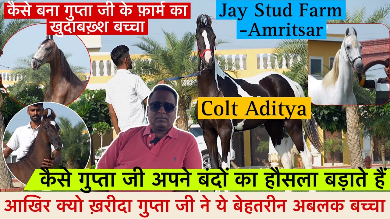 आखिर क्यो खरीदा गुप्ता जी ने अबलक बच्चा कैसे तैयार हुआ हैं अल्बकश घोड़े का बच्चा खुदा बख़्श !