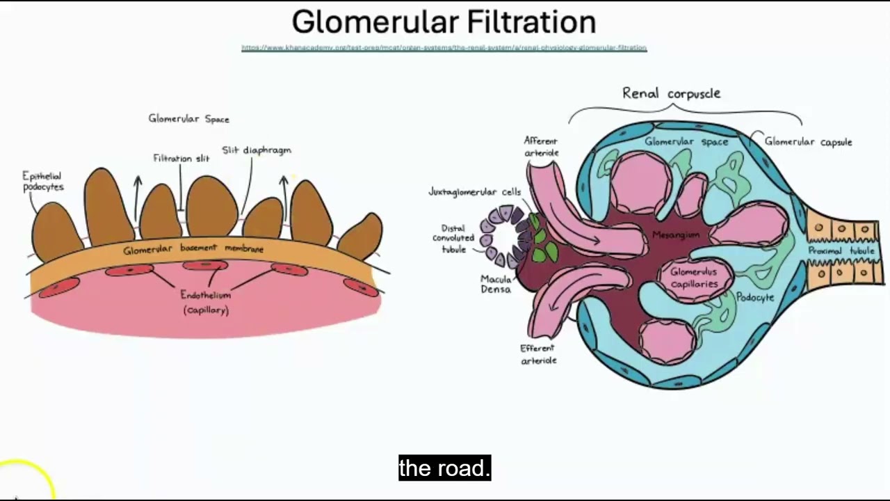 Renal II Part 1 GFR and Glomerular Disorders Video
