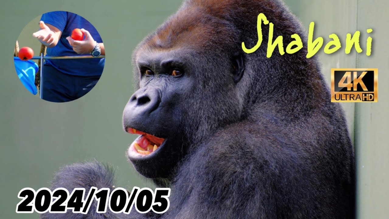おやつタイムで盛り上がるゴリラ舎 【東山動植物園】2024/10/05 土曜日
