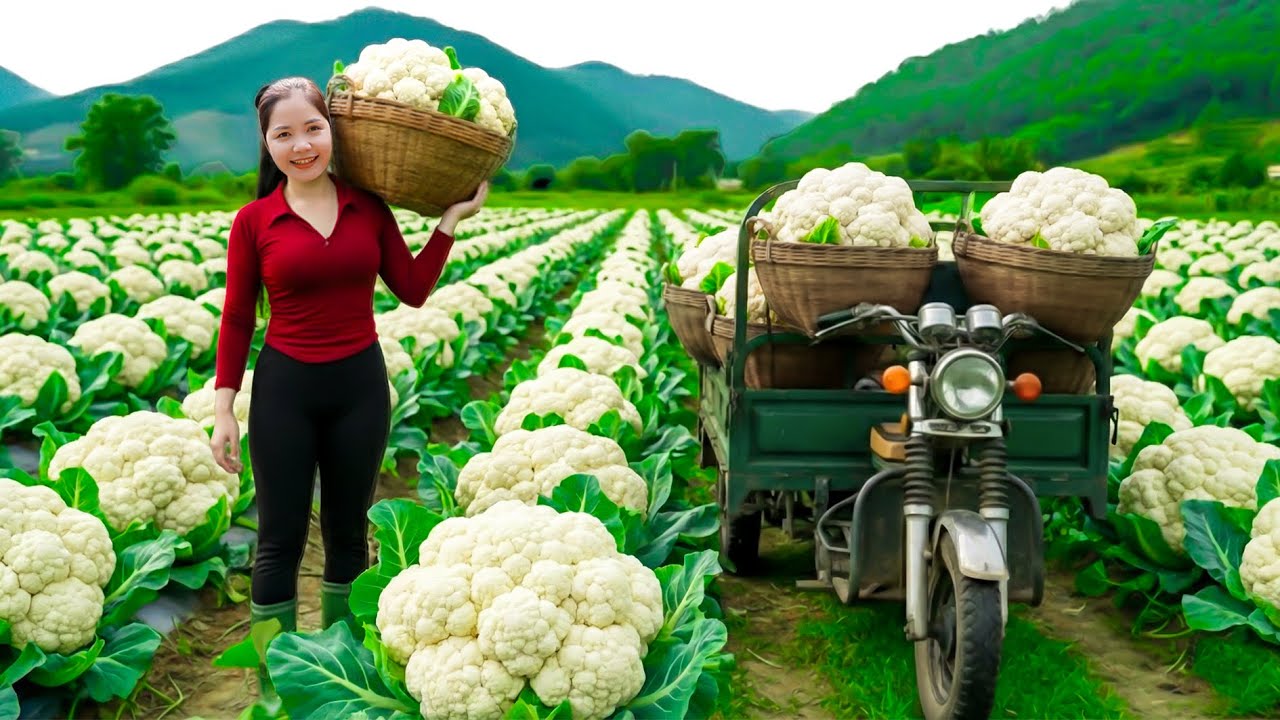 Harvesting 1000+ Kg Coral Cauliflower Unique in Dream Field To Sell At Market | Han Harvesting