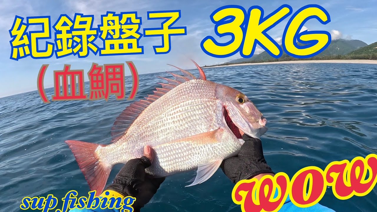 2025年6月東部太平洋紀錄盤子(血鯛)3公斤 #石斑 #盤子 #血鯛 #甘 #赤海 #鐵甲 #supfishing #suptaiwan #shimano
